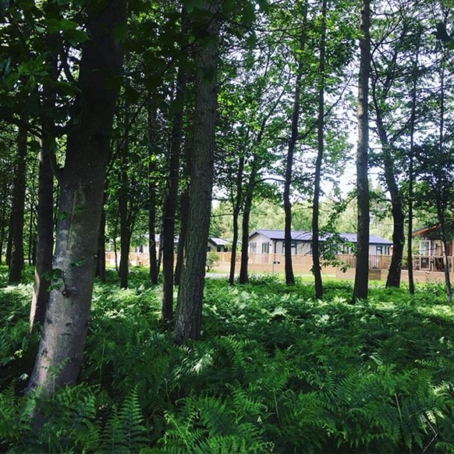 Hollicarrs - Stag Lodge Йорк Экстерьер фото